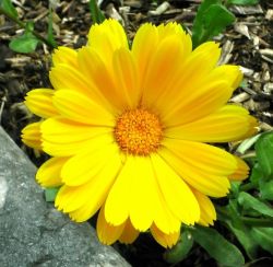 Photo of yellow flower